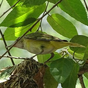 Yellow-green vireo (Vireo flavoviridis)