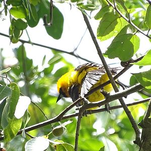 Yellow-backed oriole (Icterus chrysater)