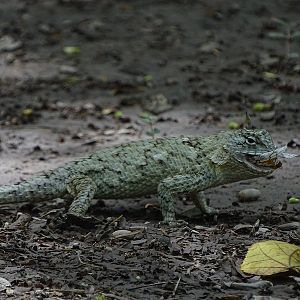 Spiny lizard (Sceloporus lundelli)