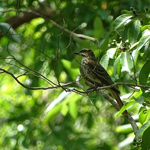 Sulphur-bellied flycatcher (Myiodynastes luteiventris)