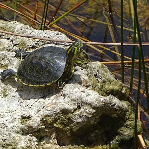 Meso-American slider (Trachemys venusta)