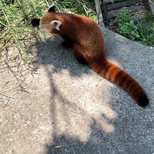 Red panda