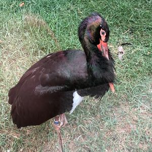 European black stork
