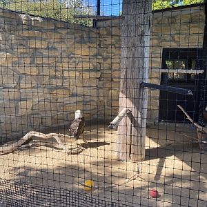 Birds of prey- bald eagle exhibit