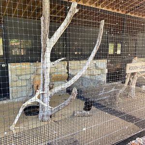Birds of prey- rough legged hawk exhibit