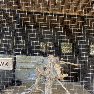 Birds of prey- red tailed hawk exhibit