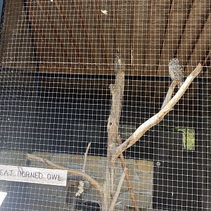 Birds of prey- Great horned owl exhibit