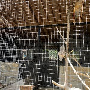 Birds of prey- barred owl exhibit