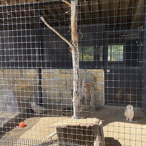 Birds of prey- snowy owl exhibit