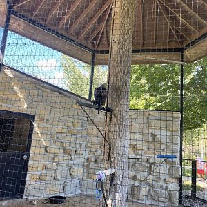 Birds of prey- golden eagle exhibit