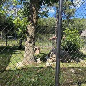 Carnivores- grey wolf exhibit #1