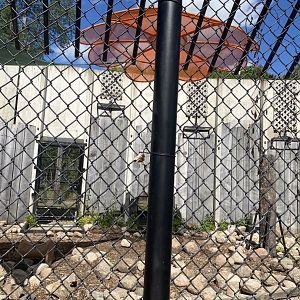 Carnivores- American black bear exhibit