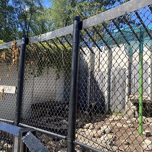 Carnivores- American black bear exhibit