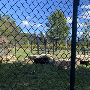 Carnivores- coyote exhibit