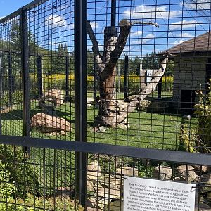Cat complex- Canadian lynx exhibit
