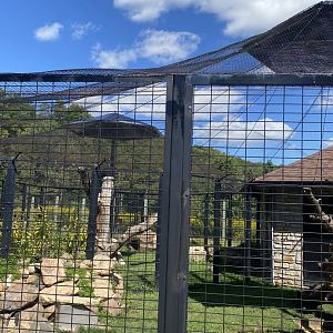 Cat complex- bobcat exhibit