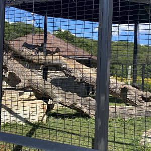 Cat complex- cougar exhibit