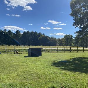 Farm animals- pony & donkey exhibit