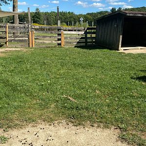 Farm animals- chicken & goat exhibit