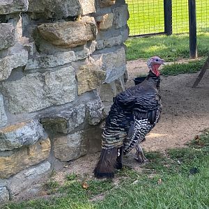 Aviary- wild turkey