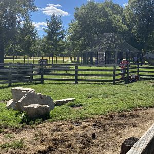 Farm animals- cattle exhibit