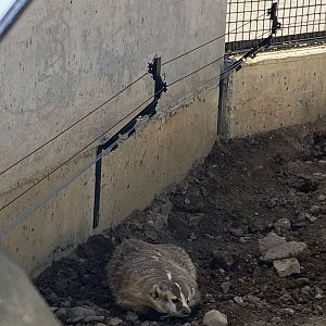 Prairie- American badger