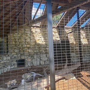 Small mammals- grey fox exhibit