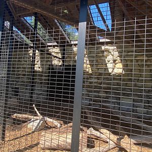 Small mammals- red fox exhibit