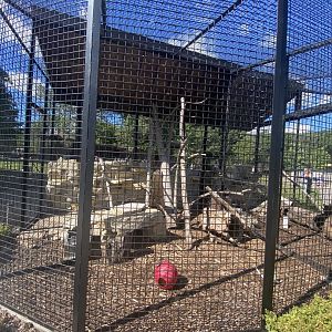 Striped skunk exhibit