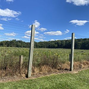 Horns & Antlers- American bison exhibit