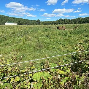 Horns & Antlers- American bison exhibit