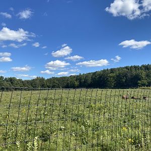 Horns & Antlers- American bison exhibit