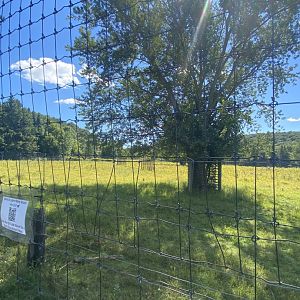 Horns & Antlers- American elk exhibit