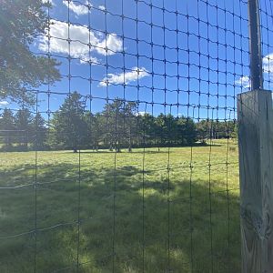 Horns & Antlers- White-tailed deer exhibit