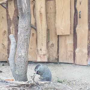 Groundhog