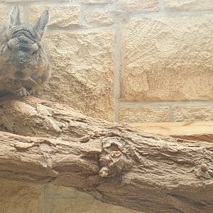Northern Mountain Viscacha