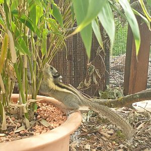 Himalayan Striped Squirrel