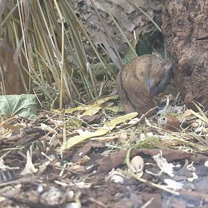 Eurasian Striped Field Mouse