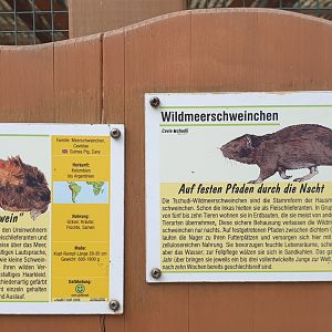 Montane Guinea Pig sign