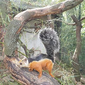 Red-Flanked Variegated Squirrel