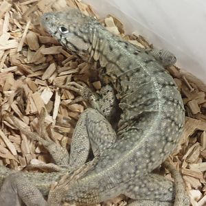 Microlophus peruvianus - male