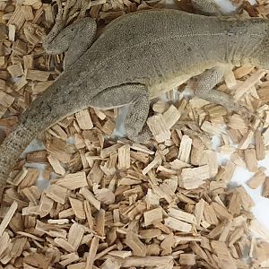 Microlophus peruvianus - female