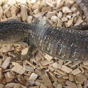 Transvolcanic alligator lizard - Barisia imbricata