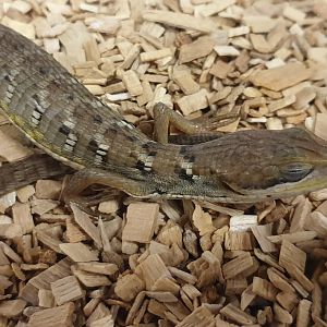 Gerrhonotus liocephalus