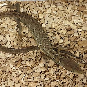 Gerrhonotus liocephalus