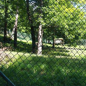 First Eurasian lyxn exhibit, 2020-07-12