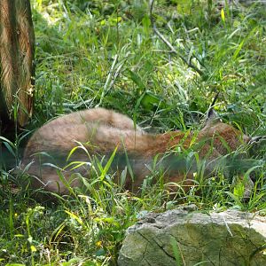 Eurasian lynx (Lynx lynx lynx), 2020-07-12