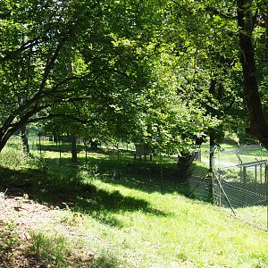 First Eurasian lyxn exhibit, 2020-07-12