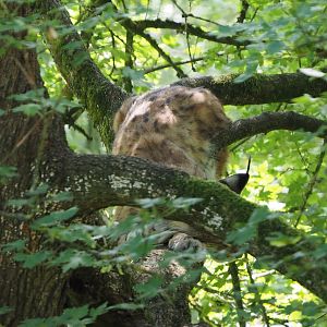 Eurasian lynx (Lynx lynx lynx) in a tree, 2020-07-12