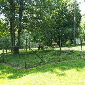 First Eurasian lynx exhibit, 2020-07-12